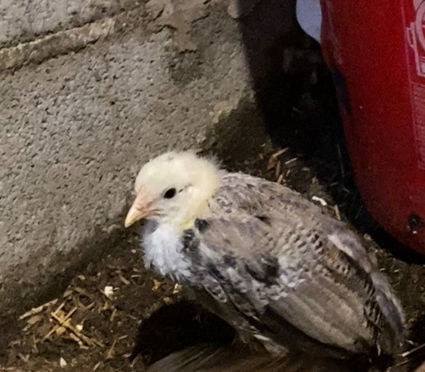 12+ Pure Poultry Hatching Eggs