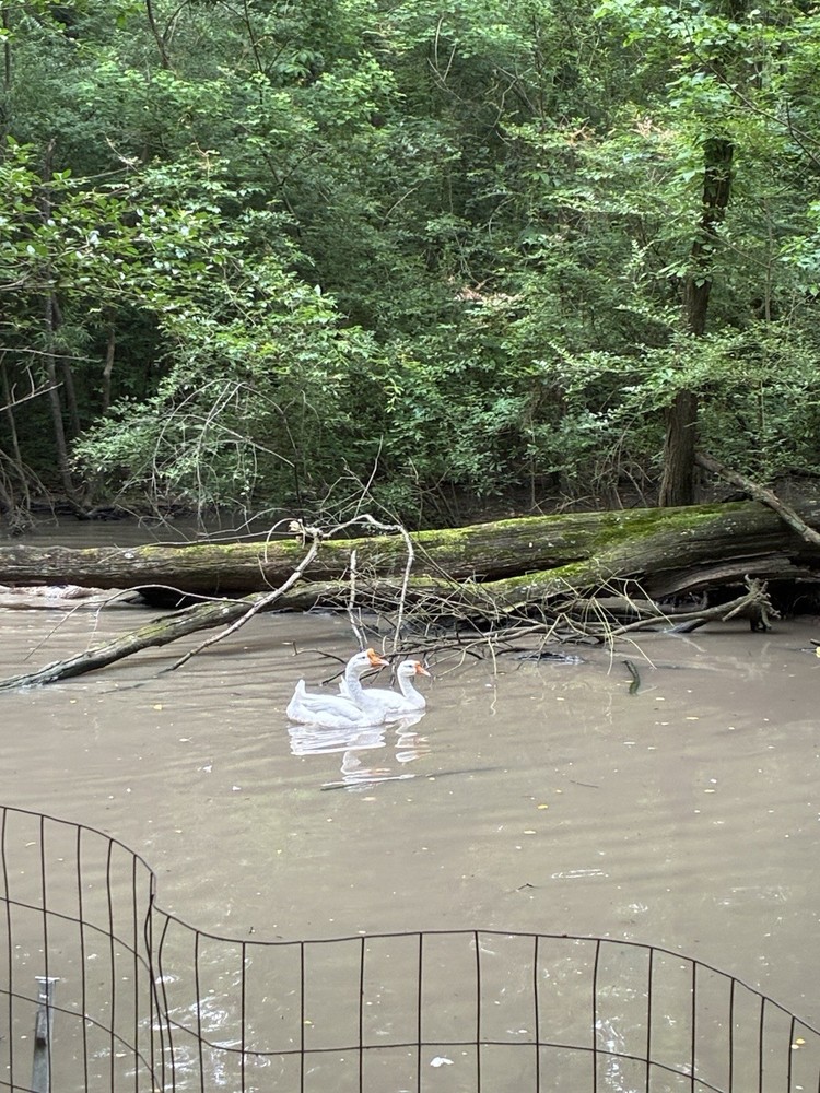 2ct White Chinese Swan Geese Hatching Eggs
