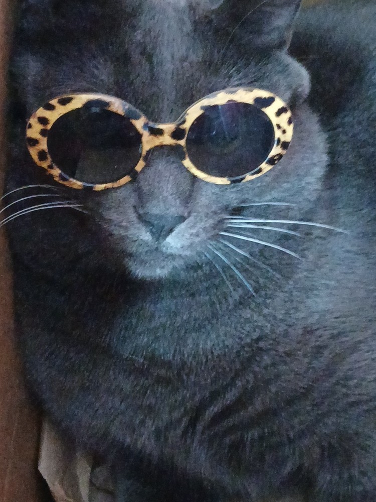 Small Cat Sunglasses
