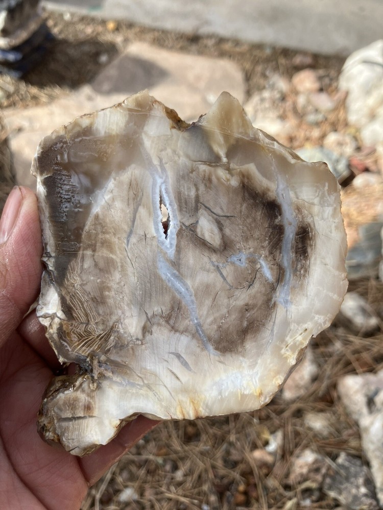 Petrified Wood Slab