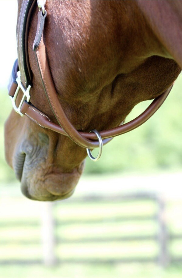 Arc De Triomphe Premium Leather Halter Full