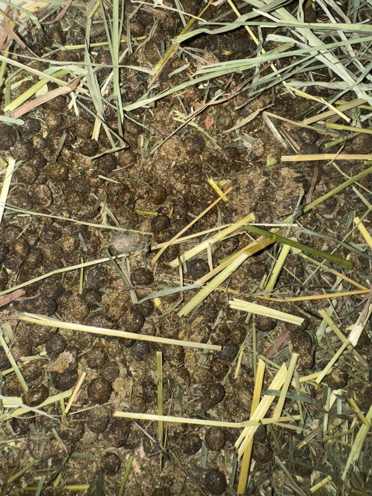Organic Rabbit Manure/Compost- Various Sizes Available- Please Read Description!