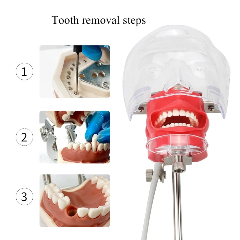 Dental Phantom Mannequin Head Simulator with Typodont Teeth Model for Training
