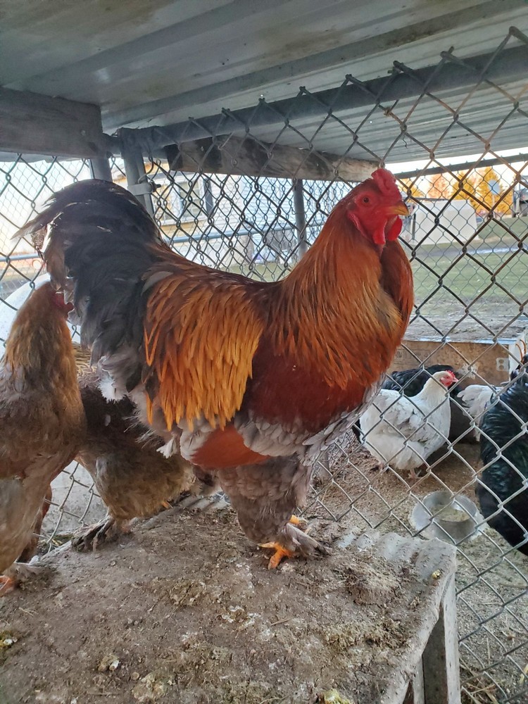 Blue Partridge Brahma Hatching Eggs 8+
