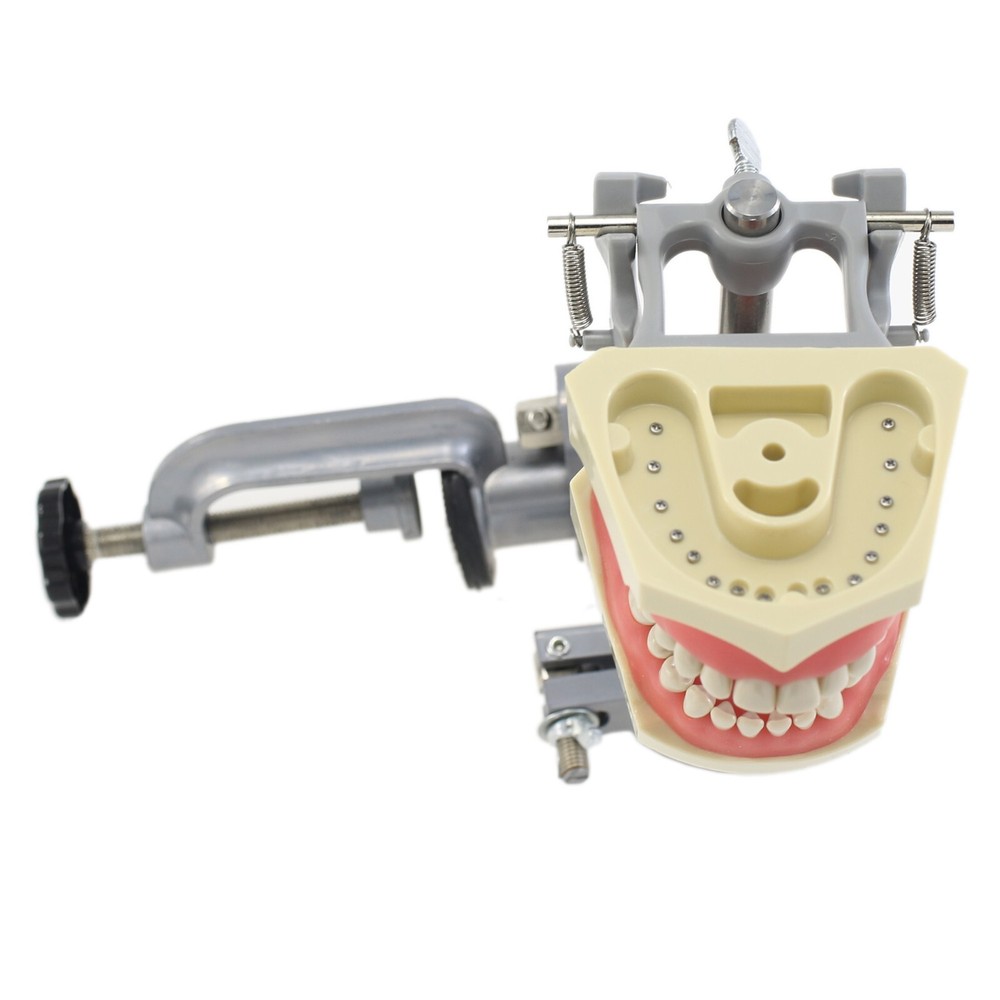Columbia Dentoform 860 Type Dental Typodont Mounting Pole 32PCS Teeth Removable