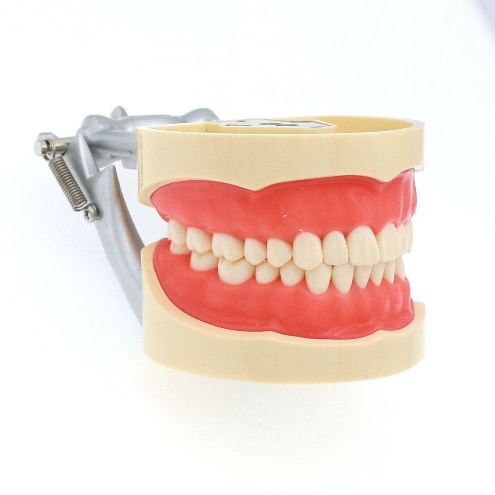 US Columbia Dentoform Dental Typodont Model 32pcs Removable Teeth Soft Gingiva