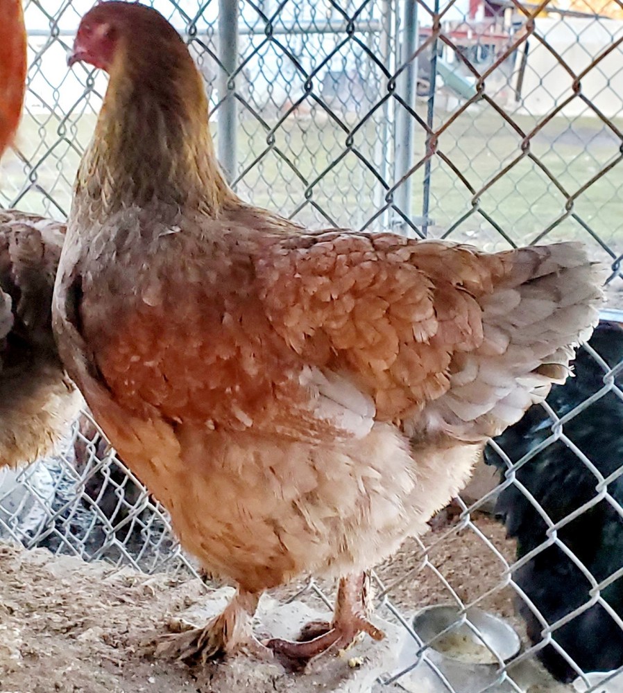 Blue Partridge Brahma Hatching Eggs 8+