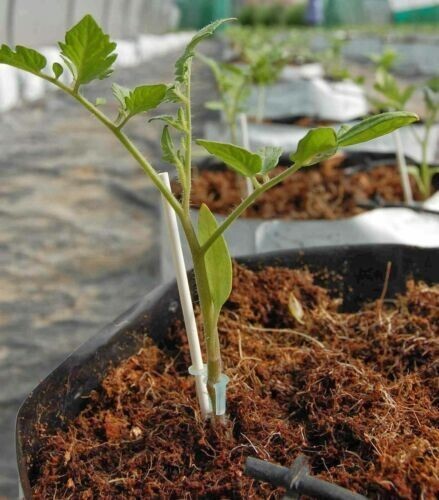 ORGANIC COMPOST HYDROPONIC GROWING MEDIA | COCO COIR COCO PEAT 100% NATURAL