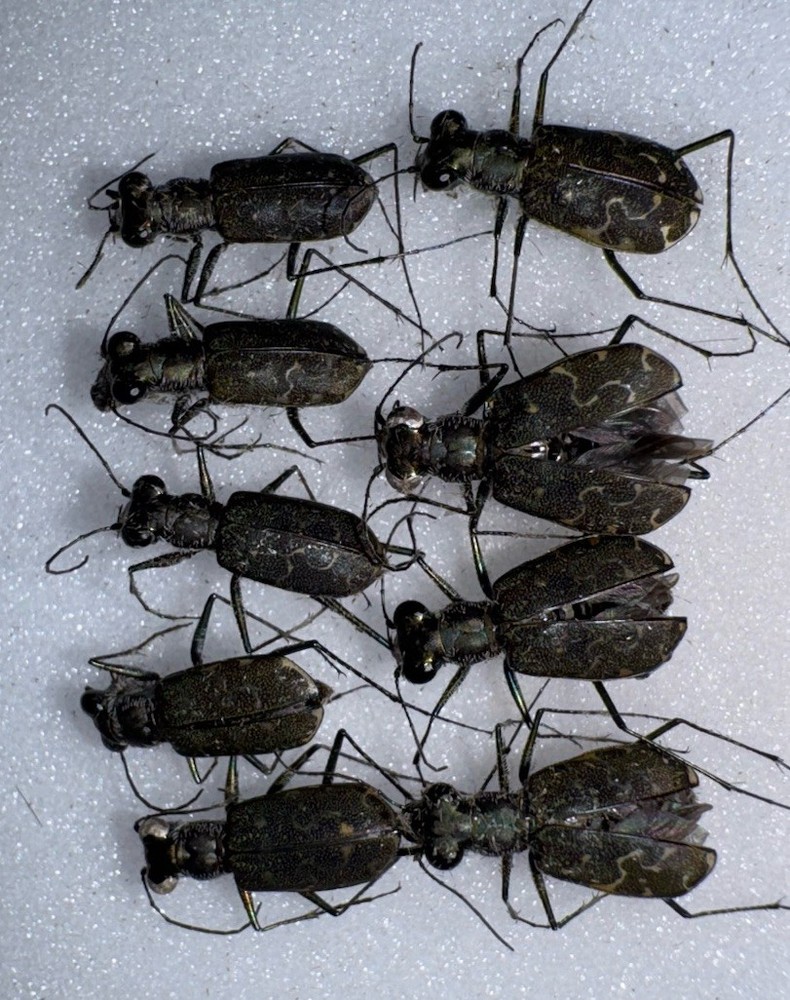 10 Tiger Beetles #2 So Florida