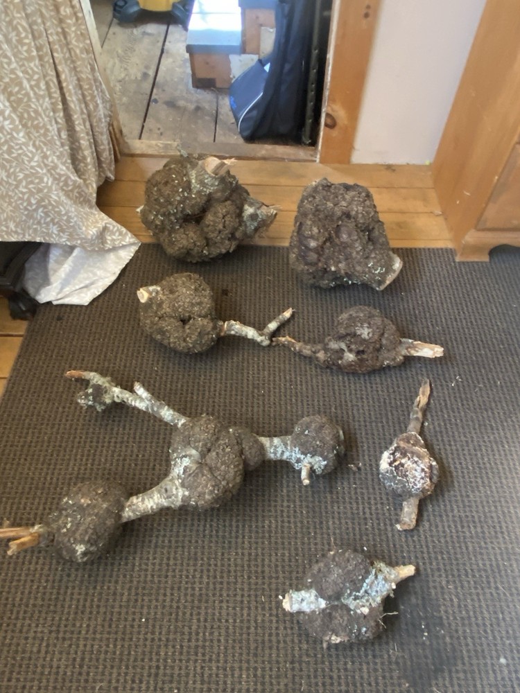 10 ELM BURLS Small To Large Sized