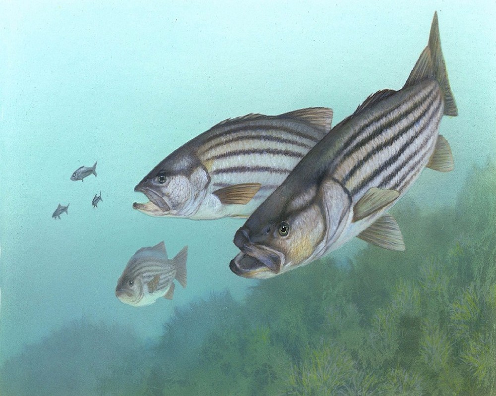 BASS STRIPE FISH MOUSE  COMPUTER MOUSE PAD 9 X 7