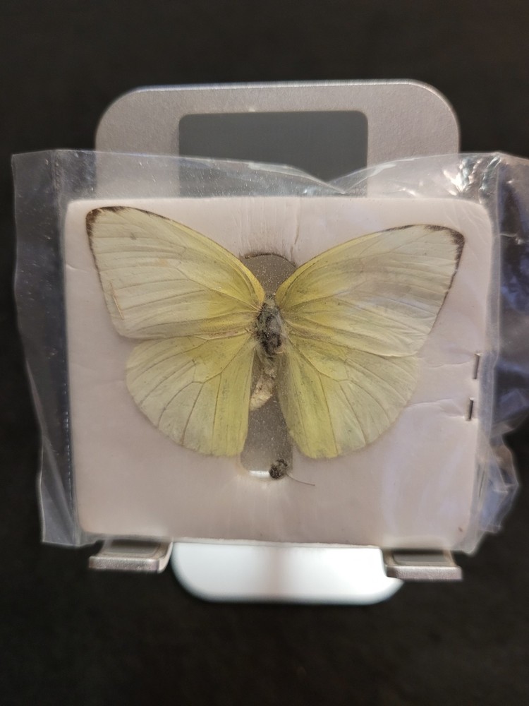 STEM Science 48pc Color-coded Prepared Plastic Microscope Slides w/ Butterfly