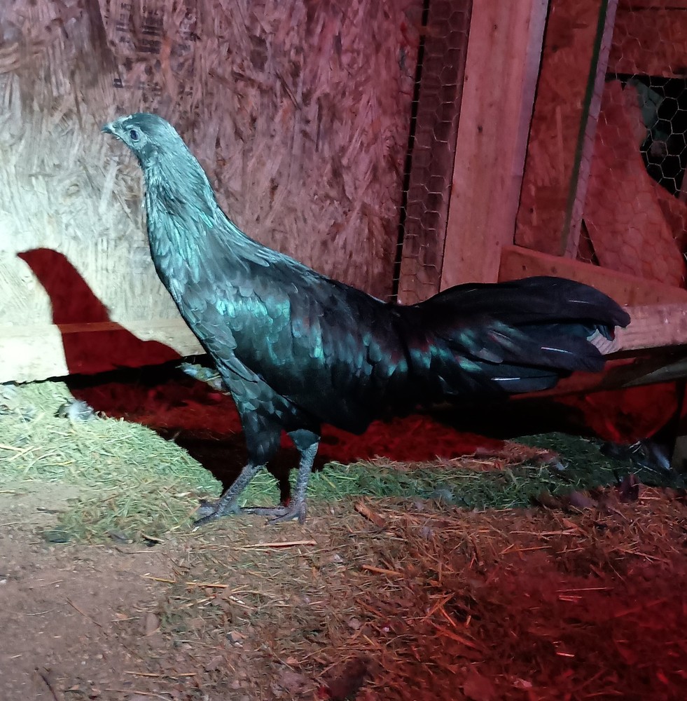 6+ Fertile Hatching Eggs