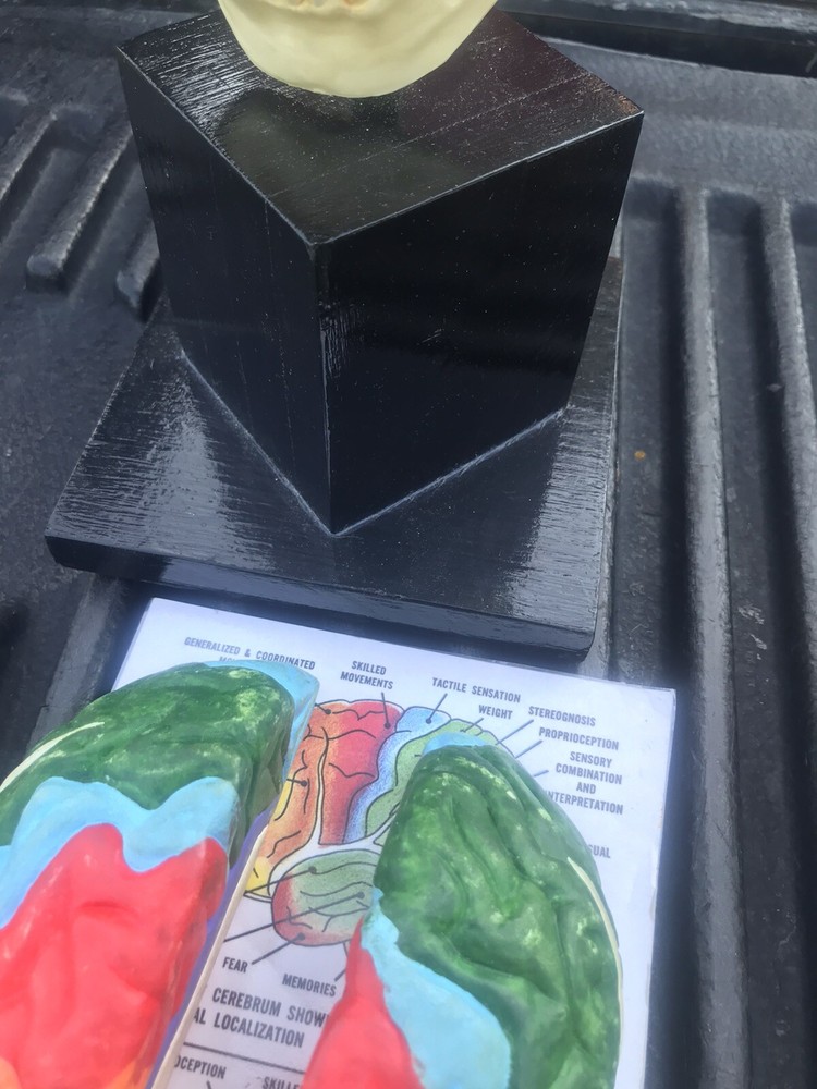 Human Skull Model,4 Part Human Brain with stand