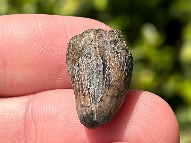 Fossil Crocodile Tooth Java Indonesia Croc Dinosaur Tooth Reptile Indonesian