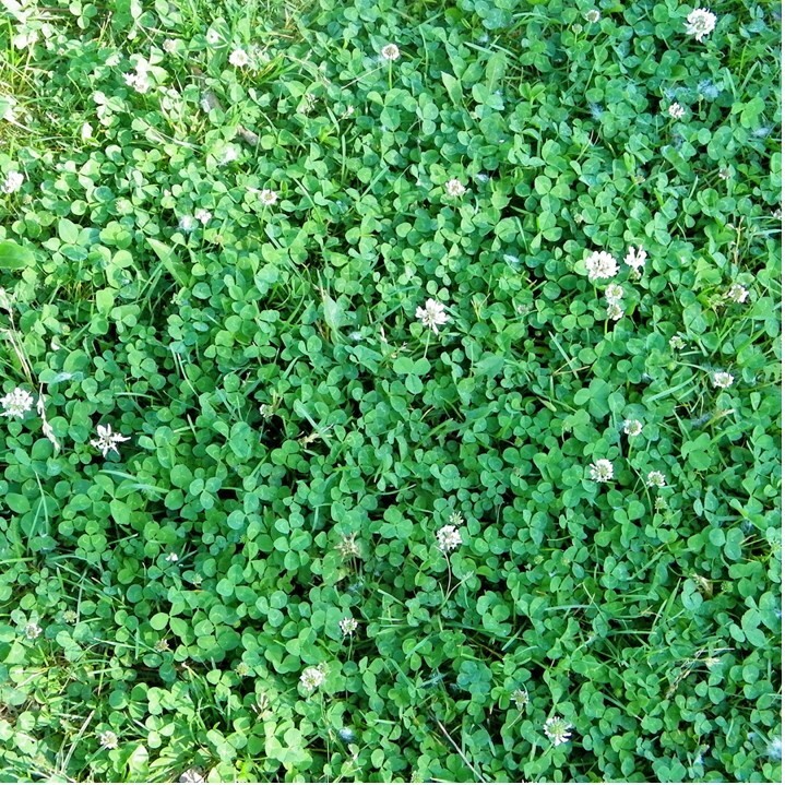 Clover, nature scrapbook paper - McRice MFP-CLOV