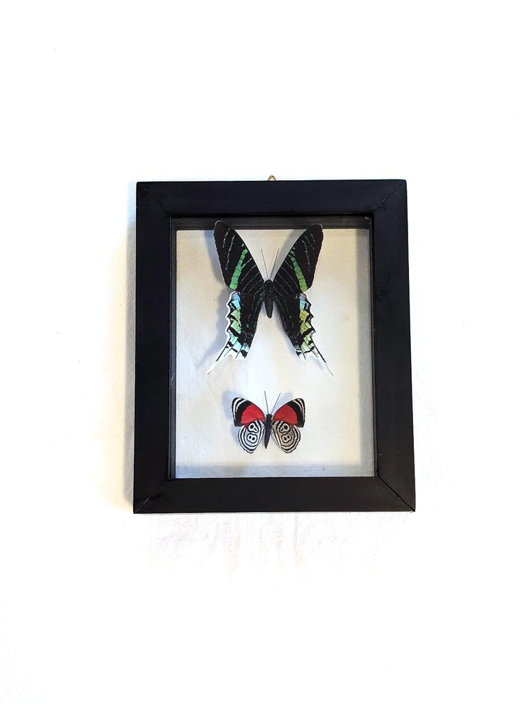 2 REAL BUTTERFLIES FRAMED COLLECTION DOUBLE GLASS
