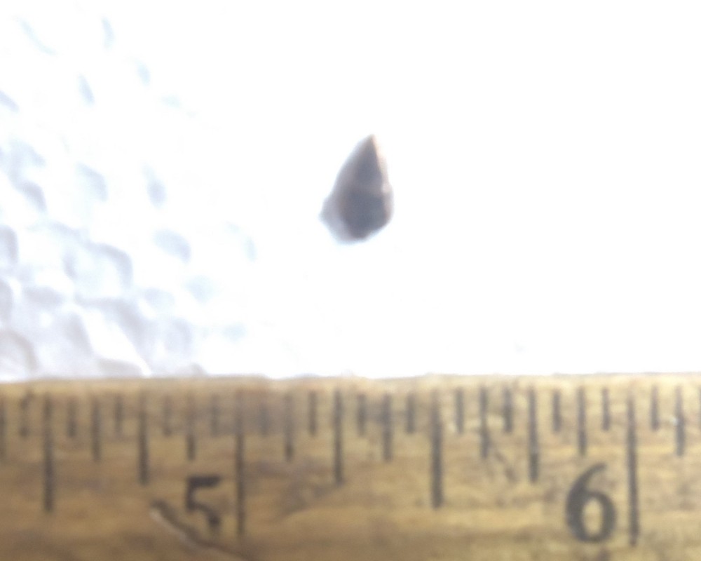 Bronze Arrow Head Ribbon Attachment