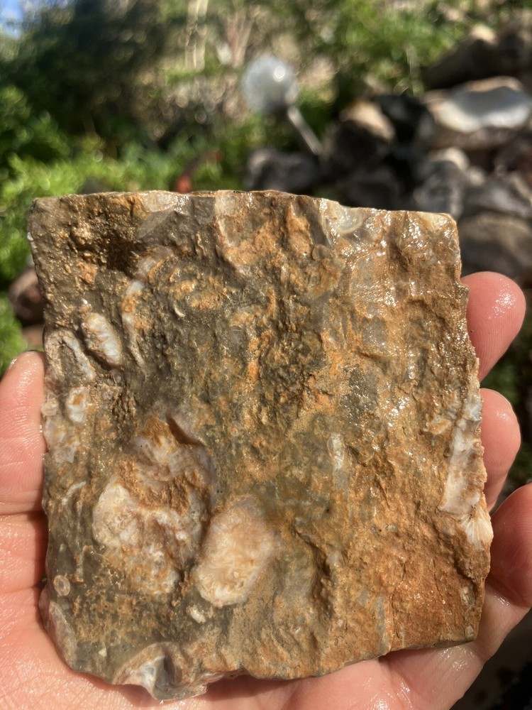 Fossil Stone Slab - End Cut (Fluorescent Under UV Light)