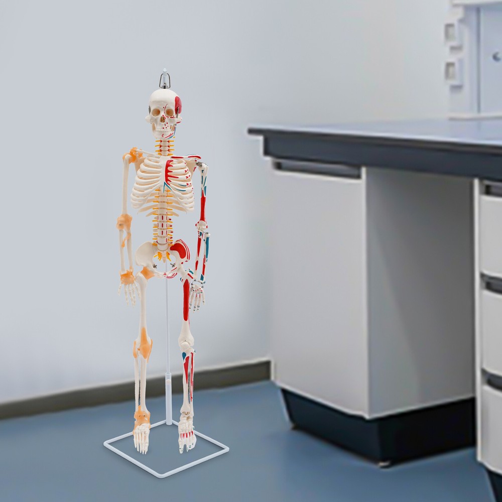 NEW 34" Modern Hanging Style Human Skeleton Model Includes Joint Ligaments White