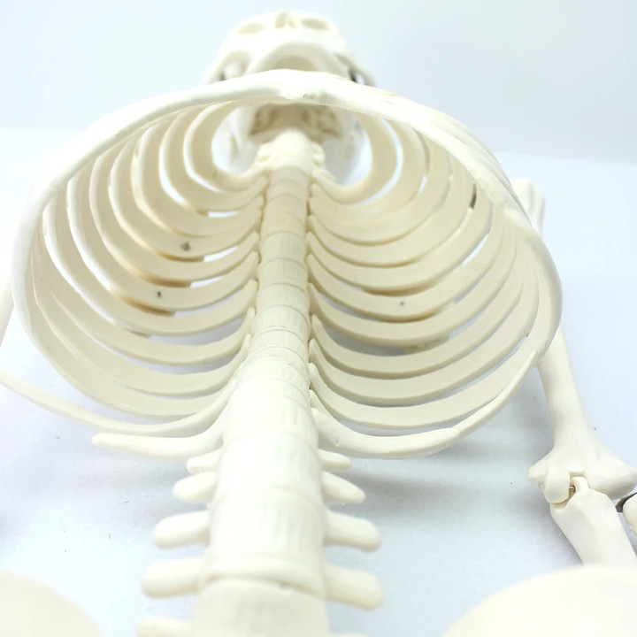 85 Cm Human Anatomical skeleton model