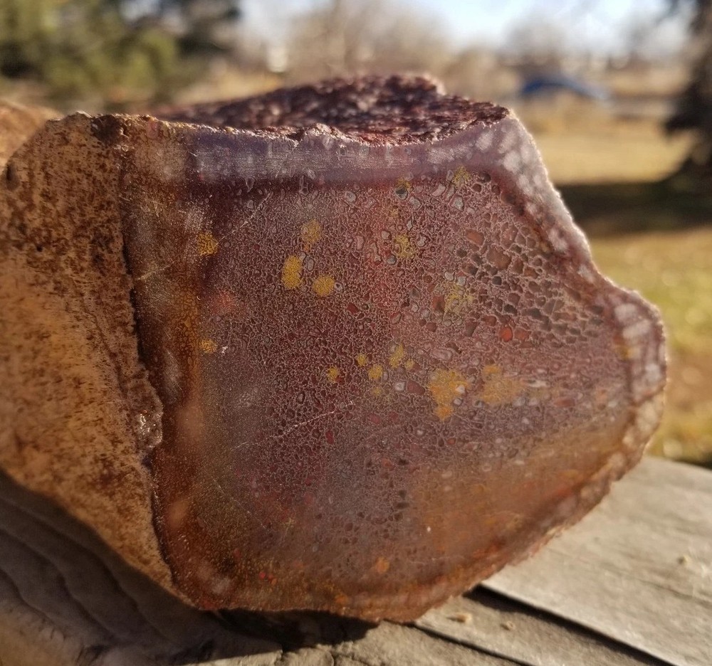 Great 8.75Lb Multi Color Agatized Dinosaur Gem Bone Polished Specimen Display
