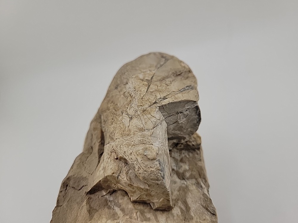 Egg Fossil Permineralized Compression Reptile Egg Fossil