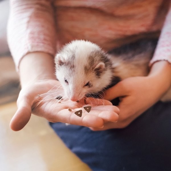 (2 pack) Menu Gold Ferret Diet, 3 lb