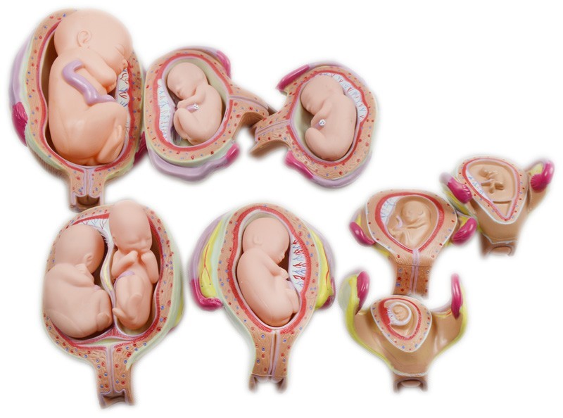 8pcs Fetal Growth Development Process Model Pregnancy Embryology Teaching PVC