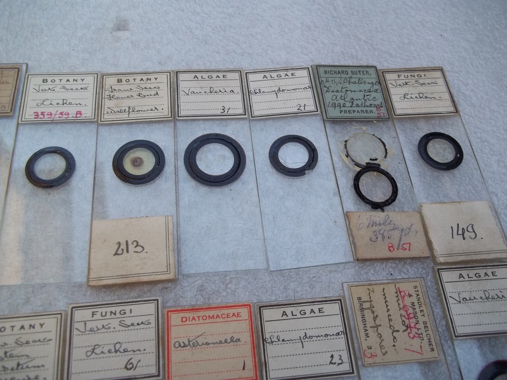 Vintage Glass Microscope Slides - As shown