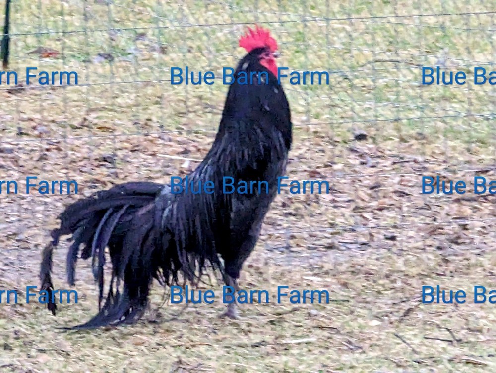 6+ Black PHOENIX Chicken Hatching Eggs. Rare, Elegant, Long-Tail Project Breed