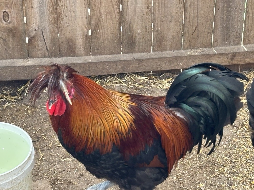 6 Sanjak Longcrower Eggs