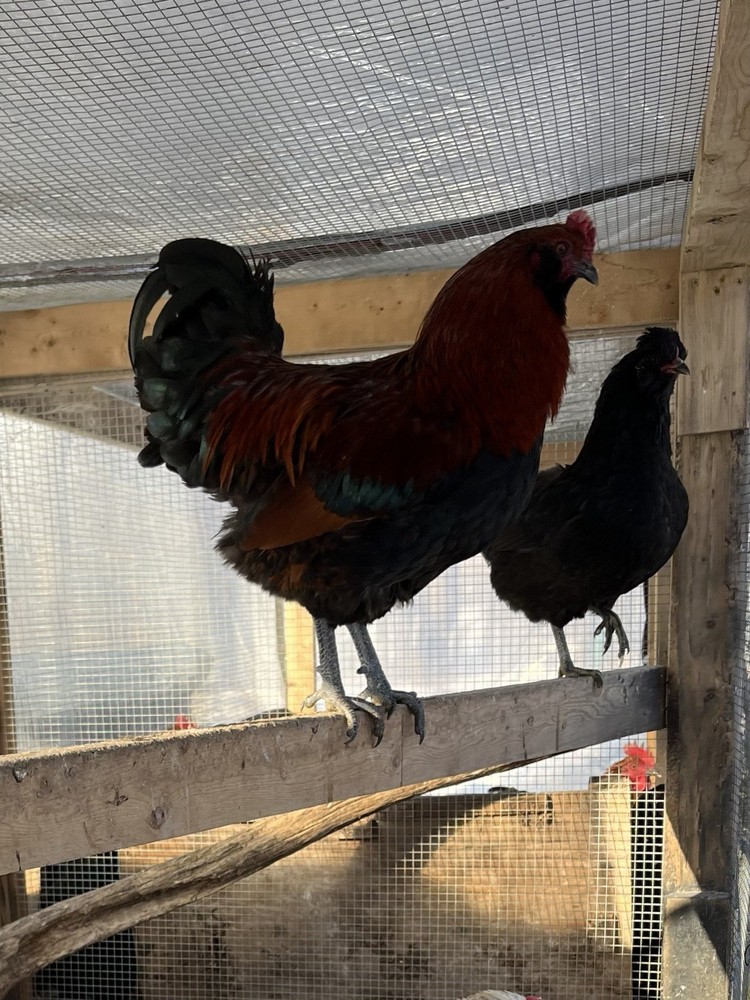 16 + Rainbow Hatching Eggs Easter Egger Olive Egger Ameraucana Priority Shipping