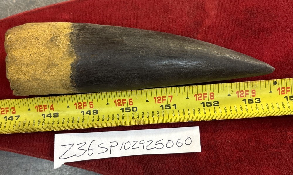 Authentic 6 3/8” Spinosaurus Tooth Fossil