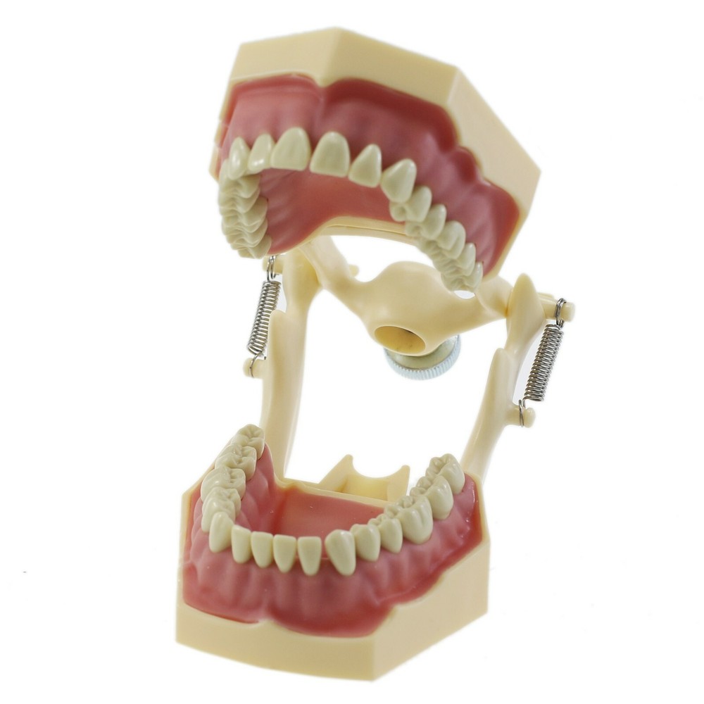 Dental Restorative Typodont Practice Model Removable 32PC Screw-in Teeth Frasaco
