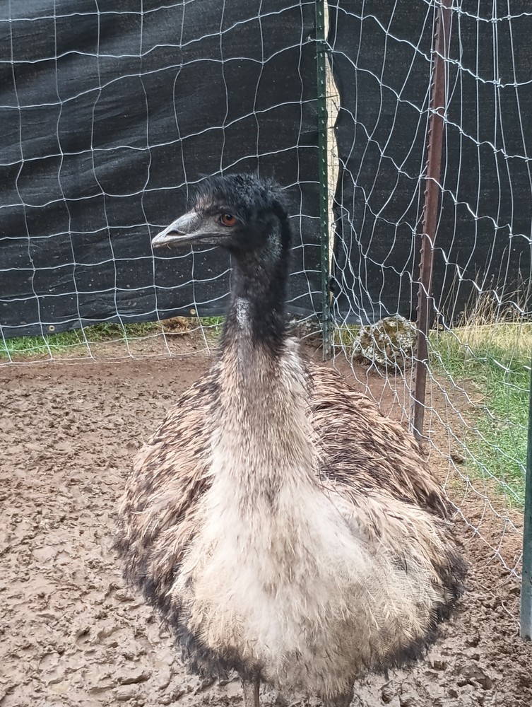 Emu Egg for Hatching, Eating, or Crafting