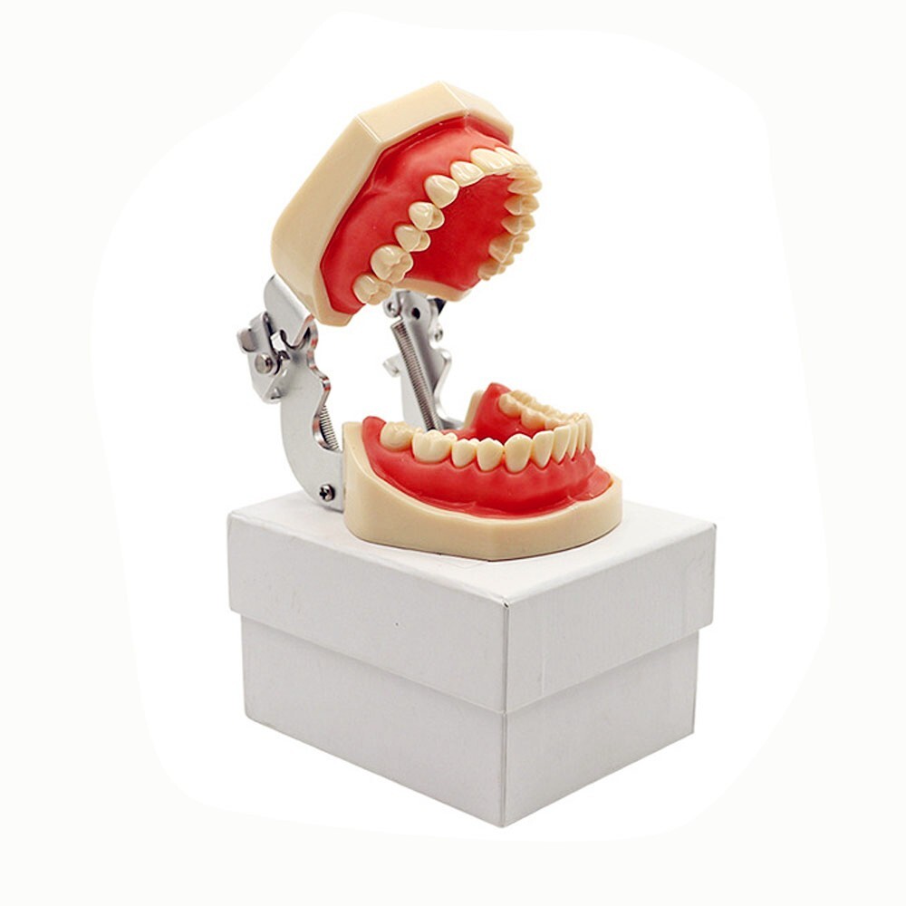 Dental Typodont Practice Study Standard Teeth Model 28 Pcs Removable Teeth M7008