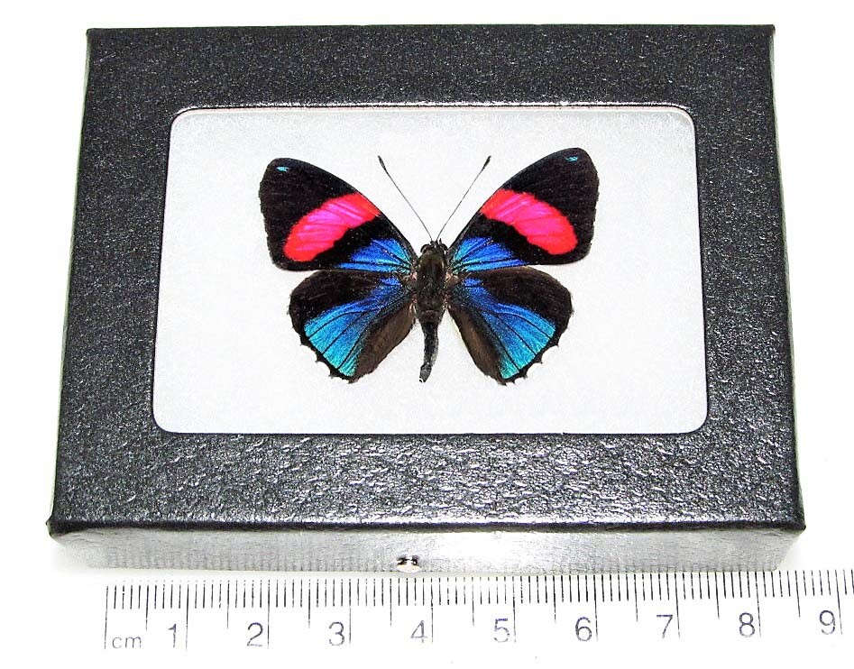 Callicore hesperis blue pink butterfly Peru framed