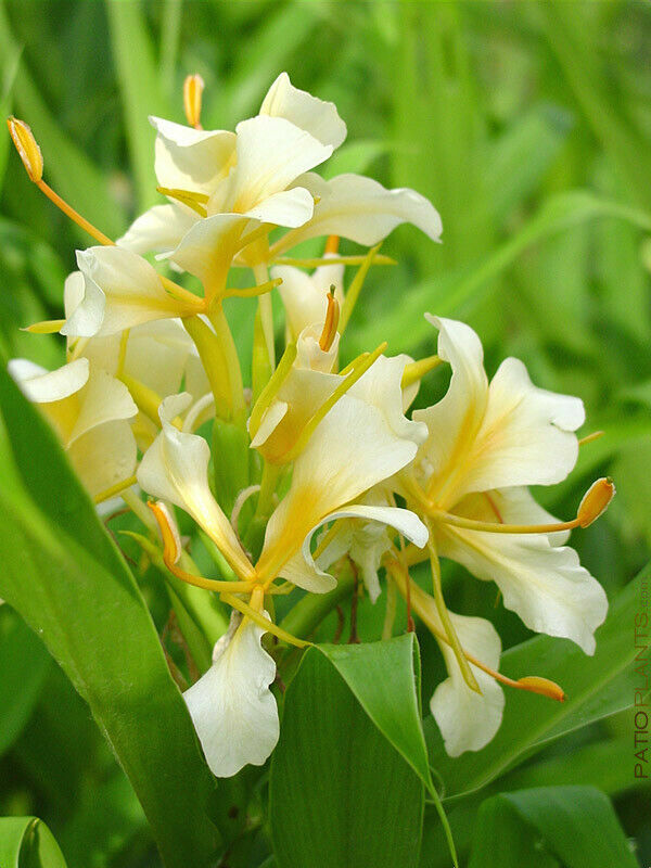 Heliconia 6 mix Live Rhizome.