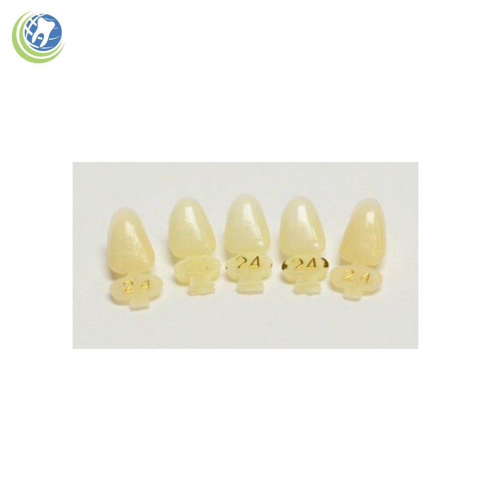 DENTAL POLYCARBONATE TEMPORARY CROWNS #24 (URL) UPPER RIGHT LATERAL 5/PACK