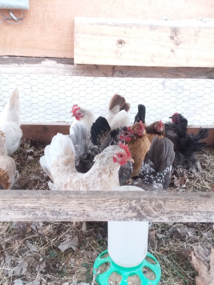 10+ Fertile Serama Chicken Hatching Eggs
