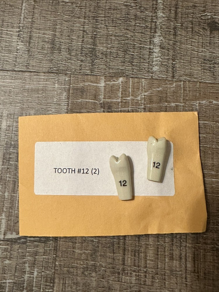 Columbia & Frasaco Teeth Various-ALL #4, 12, 2, 13