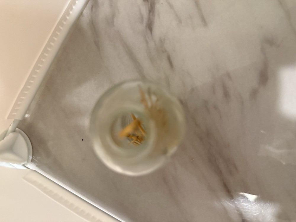 Haunted Native American Spell Jar