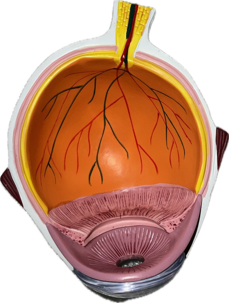 Human Eye Anatomical Eyeball Model W/Display Base