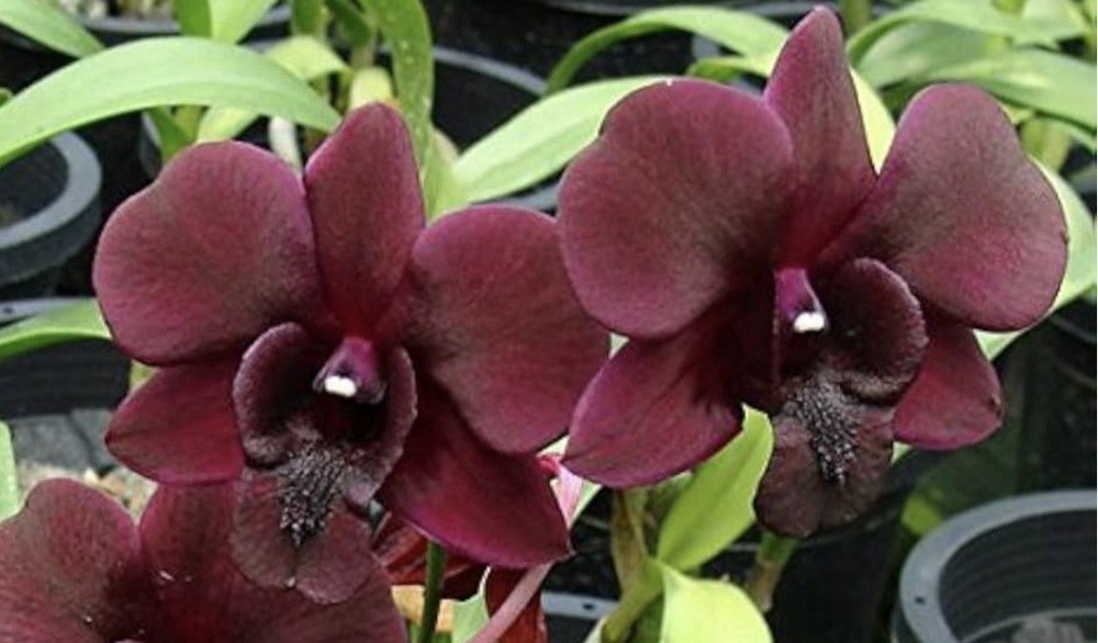 Dendrobium Black Pearl - 3” Pot - Seedling