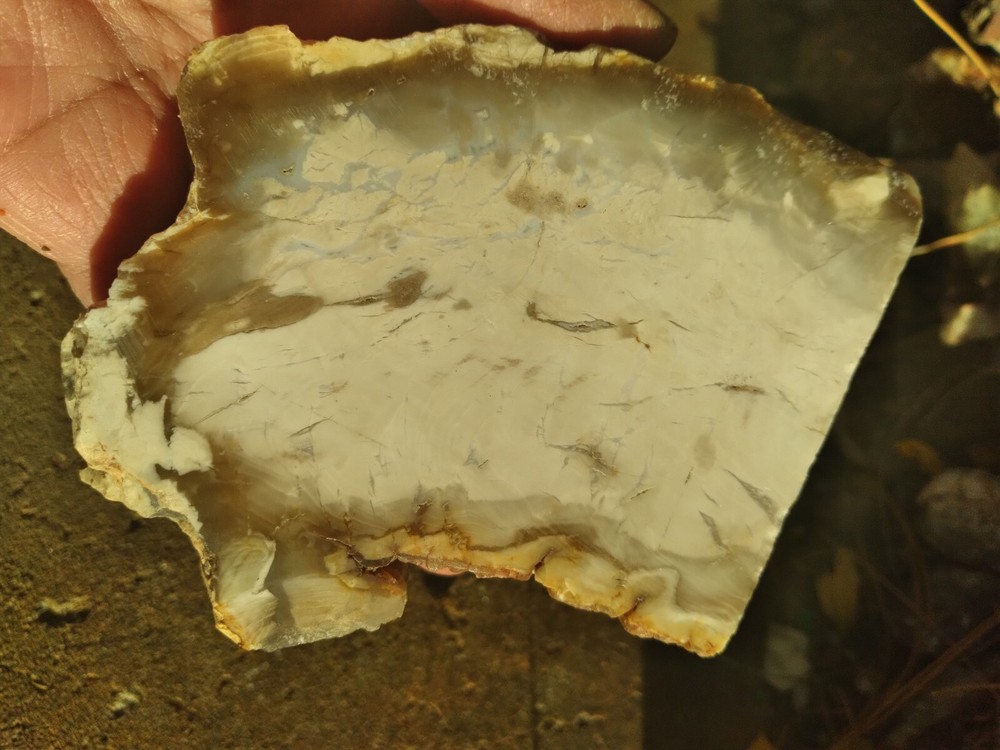 Opalized Wood Slab