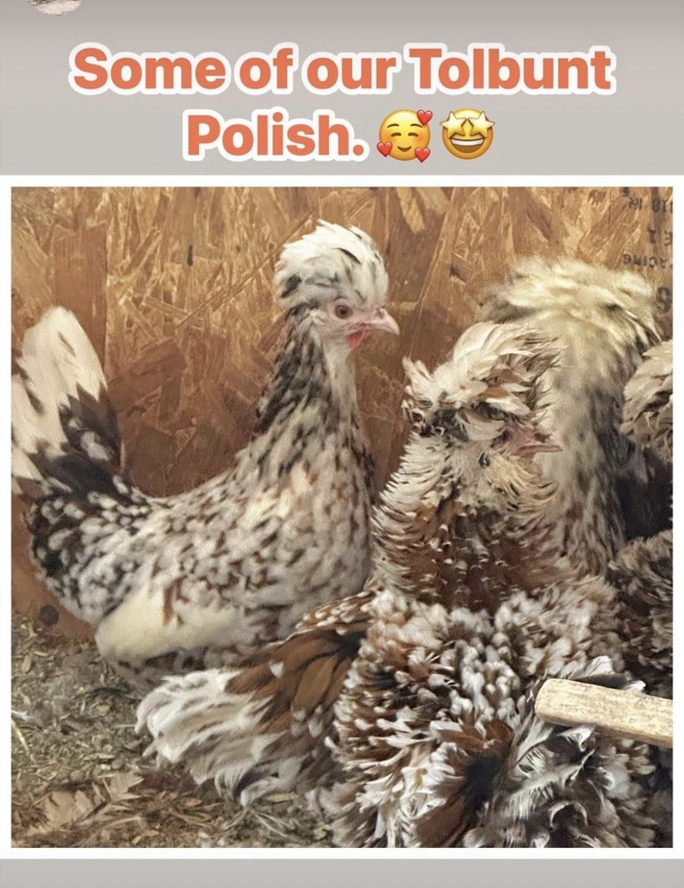 3 Tolbunt Polish Chicken Hatching Eggs (NPIP Certified)