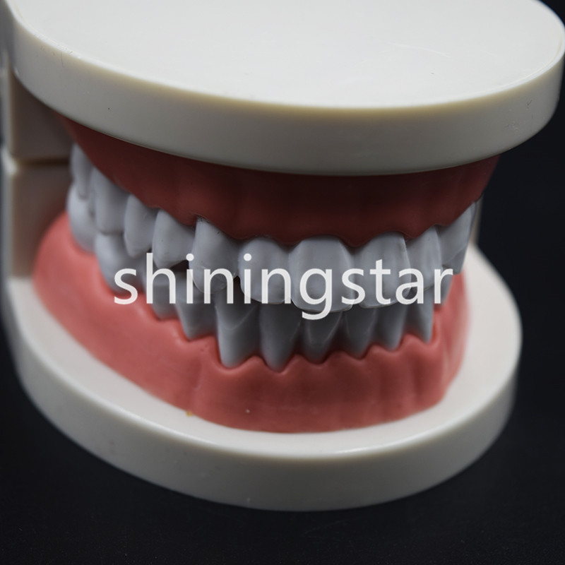 Dental Teaching Study Adult Standard Typodont Demonstration Teeth Model