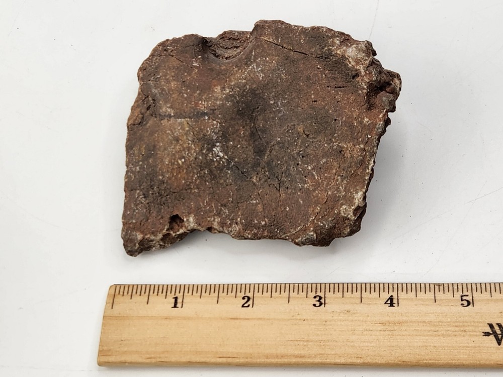 Unknown Dinosaur Bone Fossil (Coracoid?) - Morrison Fm. - UT - Jurassic