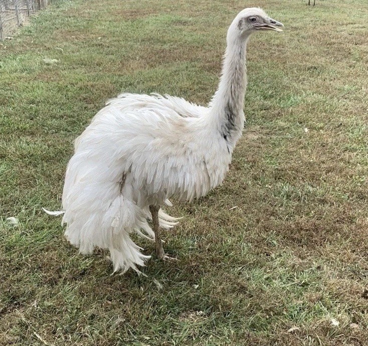 *2* White Rhea Hatching Egg’s LAYING NOW 🥚✅